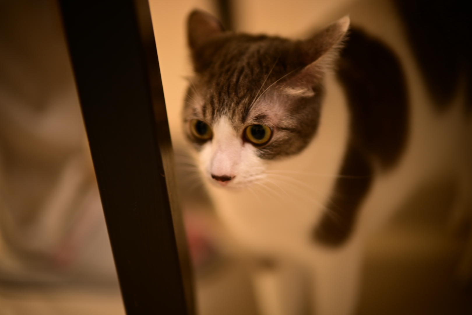 Hennessy (阿軒), the cat behind Furwise